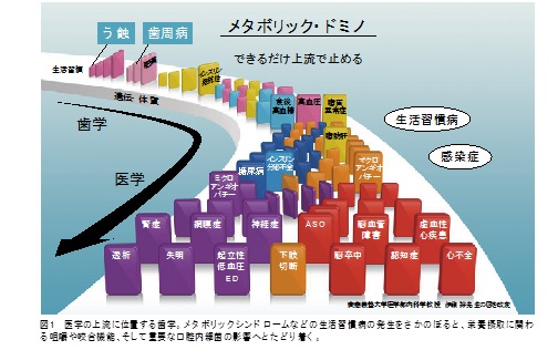 メタボリックドミノについて